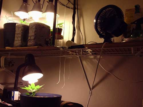 Above are 3 30W compact flo bulbs tied to the strings you see hanging.  There's at least another foot of vertical space for those lights, plenty for JOG'ing.  Below is another 30W CF on top of the flowering box.