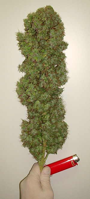 main cola trimmed