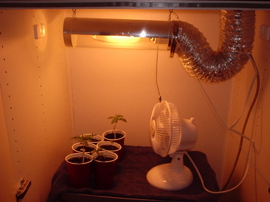seedlings: 1 feminized blueberry, 1 holland's hope, 1 kali mist, and 3 of tiberon's cross