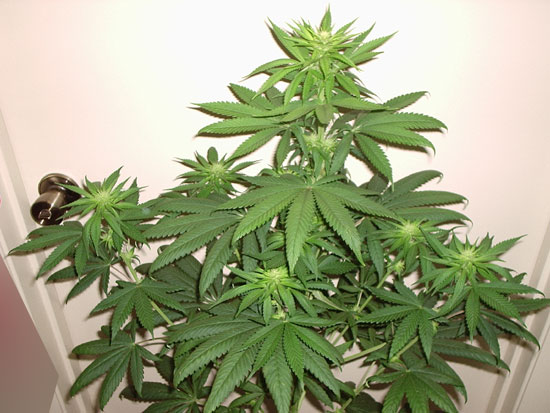 she has a nice main cola with 6 side branches that stretched more than expected, probably due to the supercropping