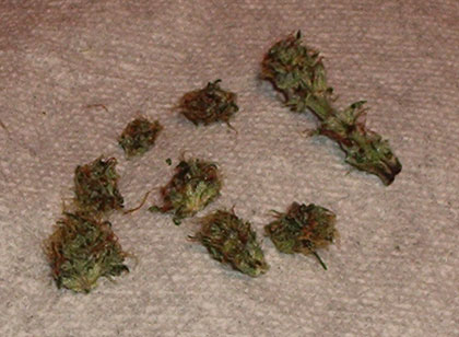 this is the top of the main cola after i clipped it and trimmed the buds from the stem