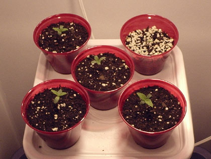 Seedlings: WW (x2), Skunk, and JHxBG (x2)