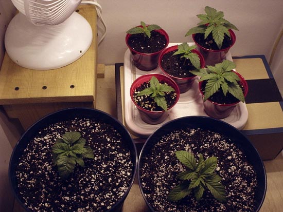 Transplanted JHxBG & Skunk with other seedlings