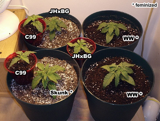 Transplanted both WW