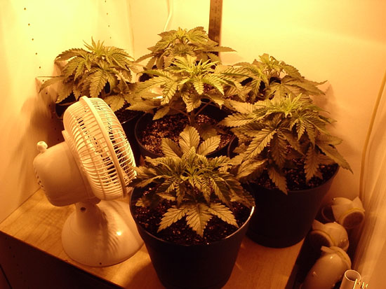 Second feeding with Metanaturals Base (1tsp) and Metas Nitrogen (1tsp)
