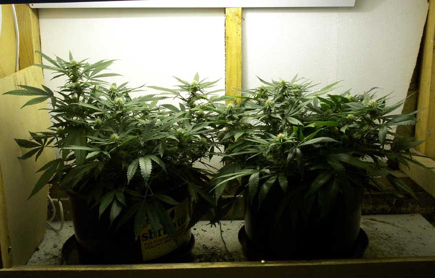 The Buds are here.