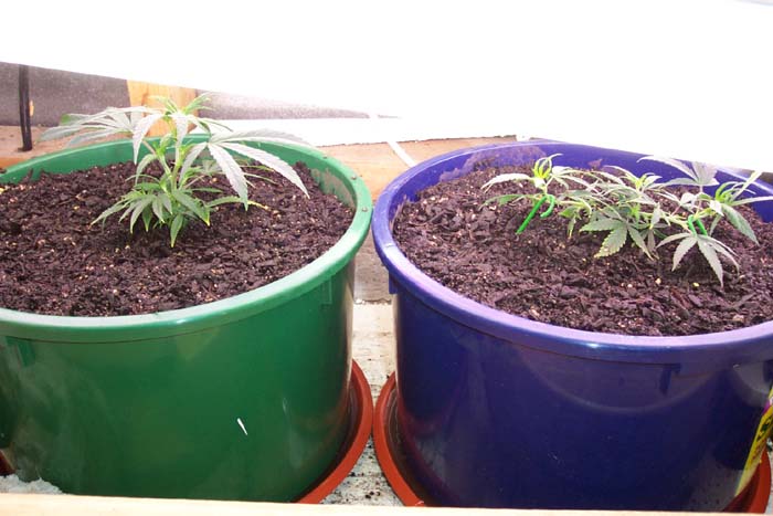 Just been repotted, ready to go.