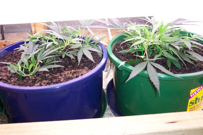 They are about to go under the H.P.S oven, just as soon as the space has vacated.