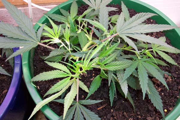 This plant i tipped once and then bent it towards the pot daily.