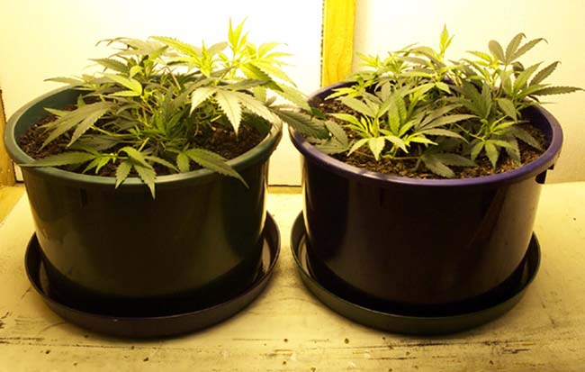 They are responding well to the 400w. It is now in 12/12.