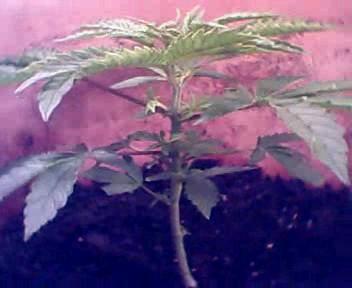 It just hit it's vegetative growth. It's spreading out really fast. It grows 2 full leaves every few days.