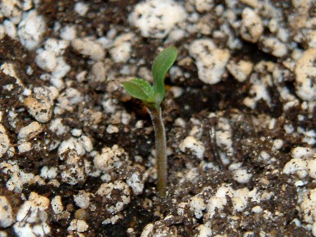 24 Hours old and what can I say.  Power plant is living up to its name. I pushed the seed well below ground level and it has managed to pop its head up through the soil and give me 20mm of height , all in 24 hours.  Ive grown power plant before and both times (grew two) they were stunning.  Well fingers crossed.