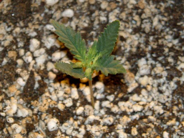 Grown a little, but not a lot!  Whats going on.  Ive grown Power Plant in the past, solely using the flouros and it grew quicker!! Lets wait and see, it is a littel hot in here so maybe thats slowing it down.