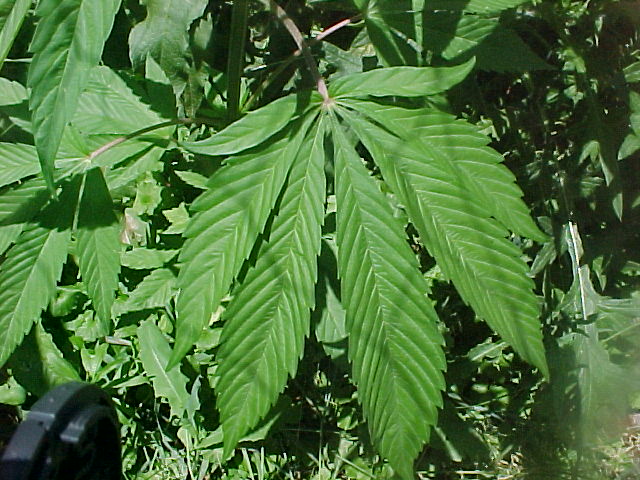 one of the first seven point leaves to apear.