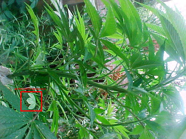 top half of plant