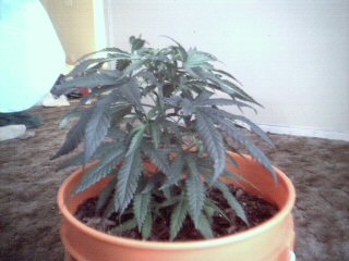 no FIM , no topping, im just letting this one grow. 