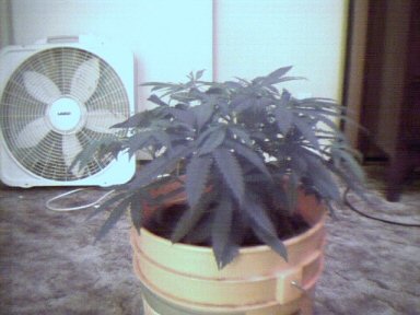 Plant A, started flowering on 8/11, confirmed femail on the 21st =)  pic taken on the 23rd.