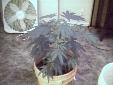 Plant B, started flowering on 8/11, confirmed female on the 21st =)  pic taken on the 23rd.