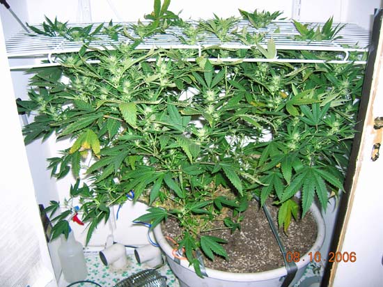 I had this shelving system that I used in previous grows, and I am using it to keep this plant 