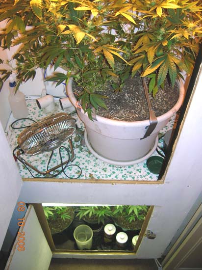 I keep clones going in the bottom chamber, while I flower on top. I am pretty confined for space. My closet dimensions are 18