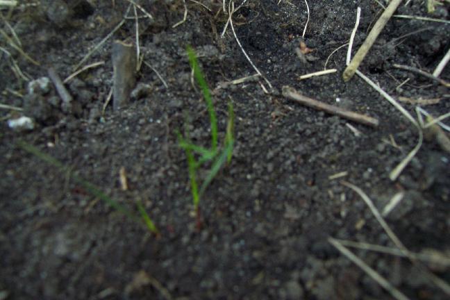 I tried germanateing them in water and for 5 days I did not even see 1 spout.  So I gave them a grave in my back yard.  I look in the same place and I see this.  I cannot even tell if its Mj. yet.