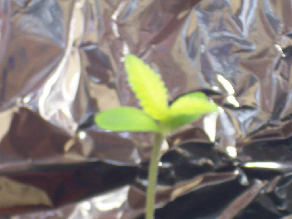 Picture of Leaf development, a bit blurred--- week 1.