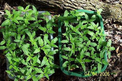 100 seeds started in 'seed starter' (vermaculite, perlite and peat moss) in two plastic trays yeilded 90 plants