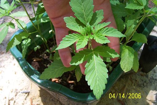 sorry for cutting the pic off....but these are some thick veggie leaves...nice!