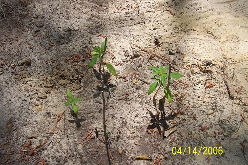 Babies in the ground