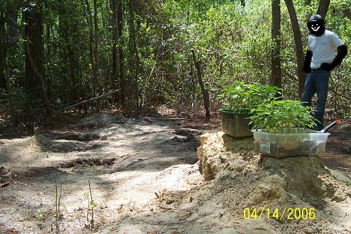 Although others are in use, this is the main spot where the most TLC is being given... 2ft x 2ft x 2ft holes filled with my 'organic growth mixture' with 5 gallons of water every 2-3 weeks per hole. Holes are dug in rows and fenced in to prevent forrest life from eating my shit. Oh, and dont mind %^&$#%@& standing on the right wearing the blue hat, he knows what he is doing.