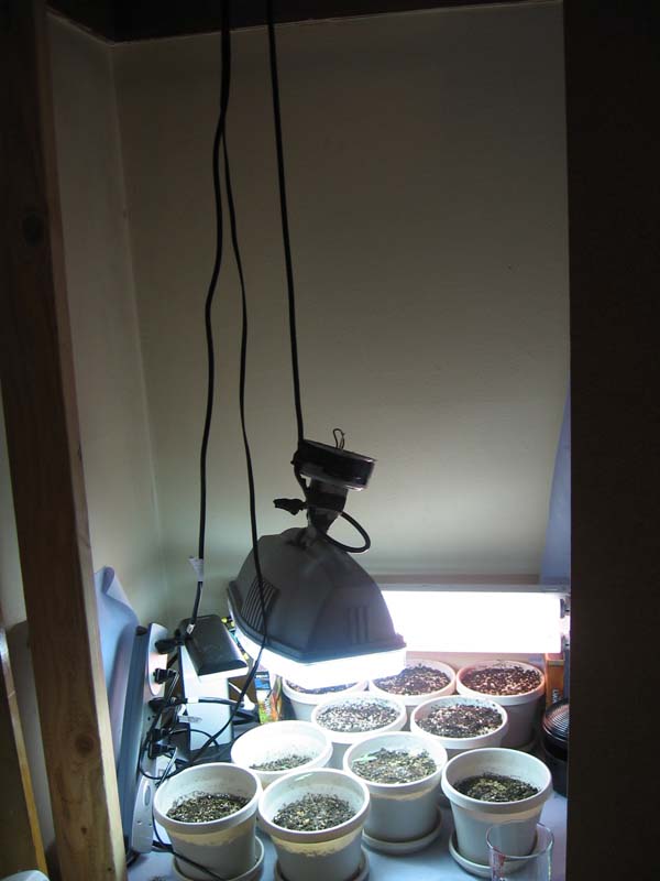 I got this huge 100W Floro from Home Depot.. I should have kept using this before switching to HPS so early but ya live and ya learn.  (The HPS made the later for plants I germinated stretch too much.)  Notice the light hanging by its cord as per non recommended by manufacturer.   