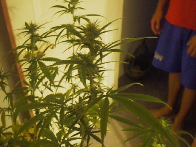 Budz from plant #2