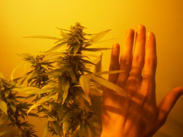 Comparison between a hand and a bud