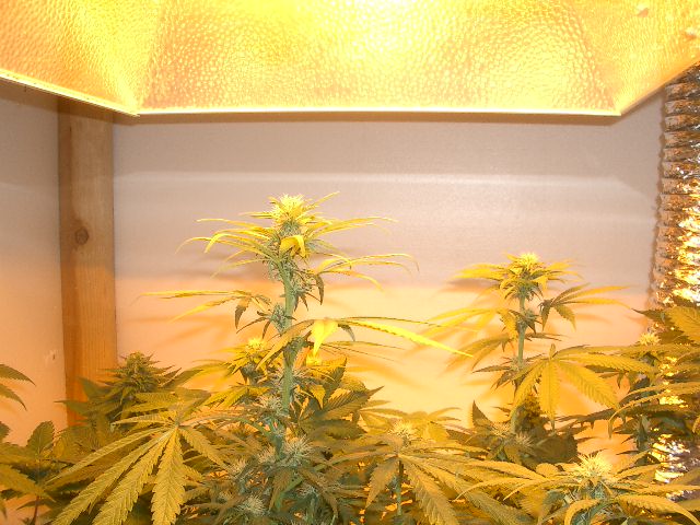 The ladies starting to fill out. Both have been topped and bent over to limit height. Inspired by Mr. Douglas and his green acre. That man is a god. Faaaaaaaaaaarm livin' is the life for me. 