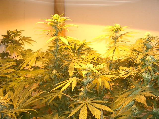 This is about 4 weeks flower or so. The clones are in front and (almost hidden) in back. Plants reaching the light are from seed. Clones are 2-3 weeks ahead of the seed plants