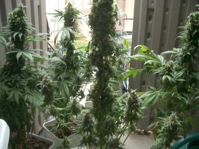 Fruity juice in front, Skunk in the rear. Amazing how these little cut branches grew into budcicles