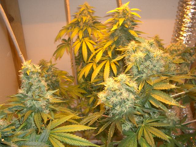 The bubble gum (front) and skunk #1 plants on harvest day - these gals grew from seed