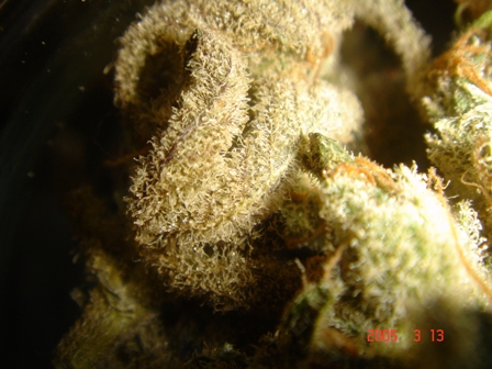 TRICHOMES