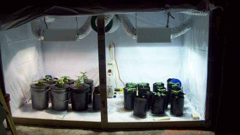 This is what i am currently working on as of 12/12/10. All seeds are from Nirvana Seeds. The buckets are feminized seeds. 5 Papaya, and 1 White Rhino. The soil plants are regular White Rhino seeds. There are 17 of them. They are lit by a 1000 watt magnetic ballast. The hydro plants are under a 400/600 digital ballast. It's running at 400 in the picture.