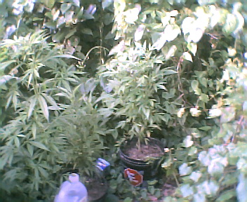 mmm bushy tasty.....