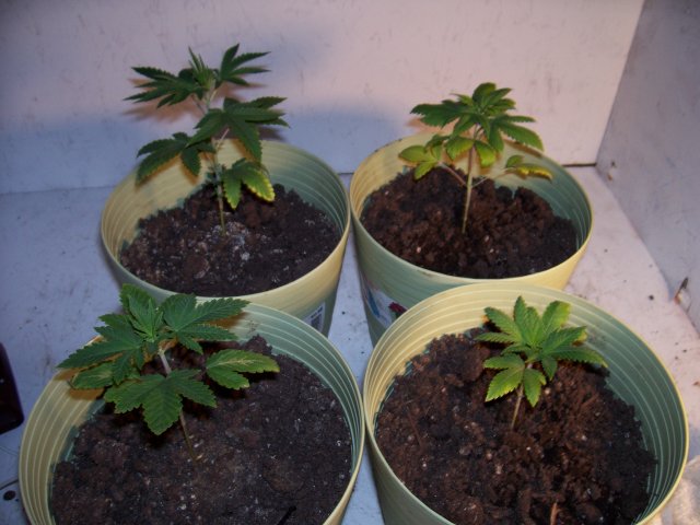 This is the group shot of them at 26 days old, the growth was stunted when I transplanted them...