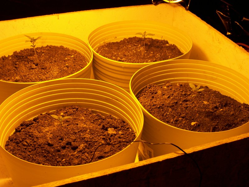 Picture of the 4 under the 400W HPS sunbathing