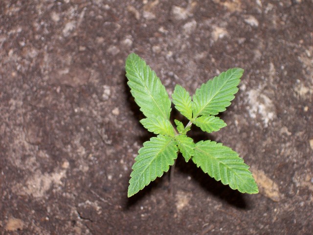 Top View of one of the medium sized plants in the garden