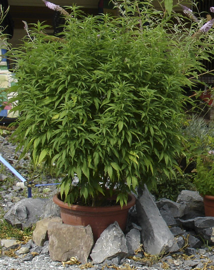 1st photo, this is the biggest plant in the garden, be patient for more!