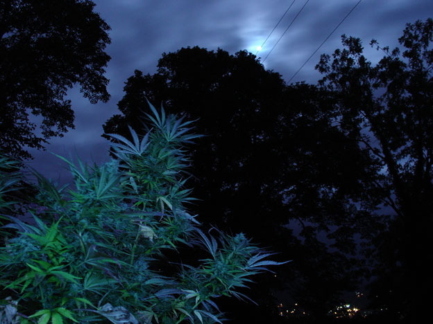 Same plant, This photo was taken about 40 minutes after full moon, and about 3 minutes before harvesting this beautiful strawberry