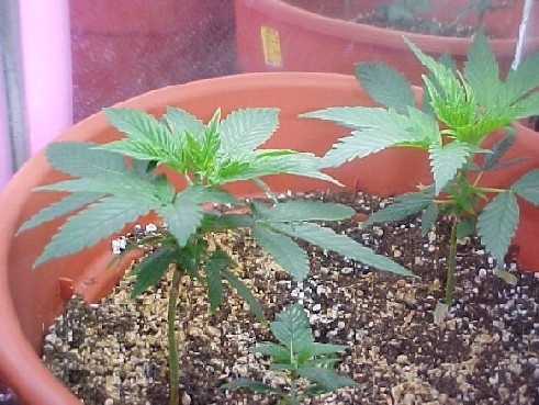 Here is my indica dominant hybrid, one that I suspect to be a male, and one of my own mixes...