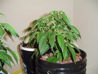 I can'nt believe how healthy this newwst project is going this is one strong plant