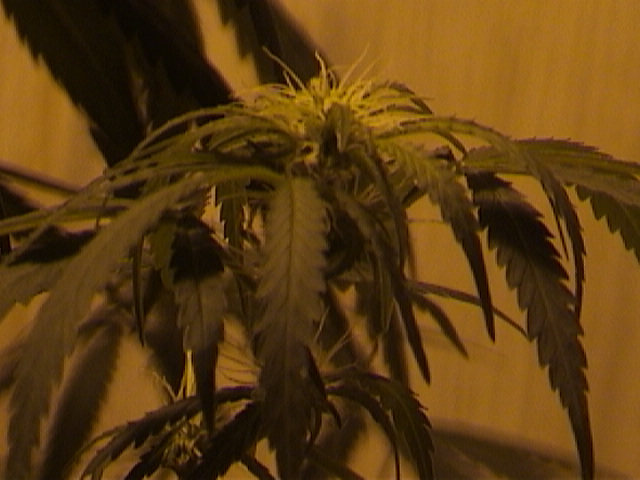 Side view of 20 days flower on a top