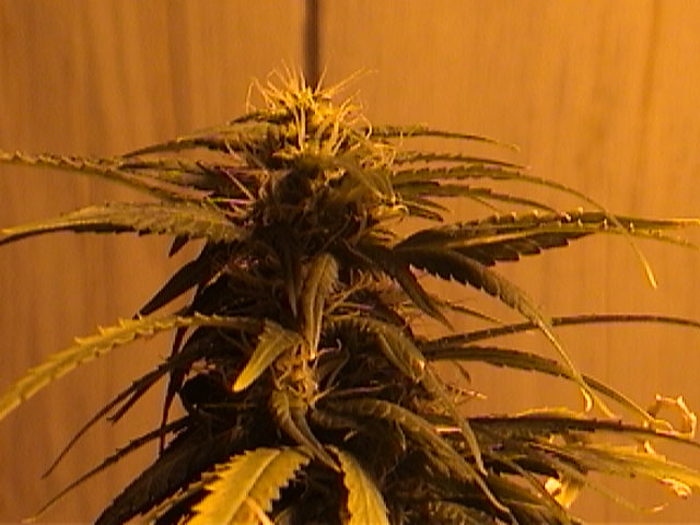 This girl has suffered some heat damage but still manages to produce a nice cola at 39 days of flower