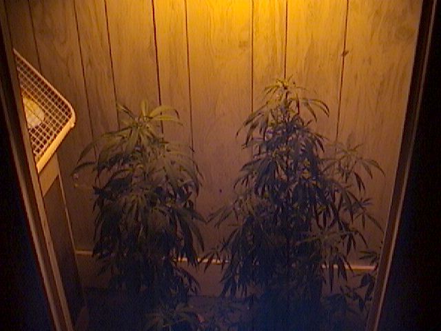 Another full shot of 2 plants